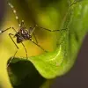 An image of a mosquito