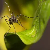 An image of a mosquito